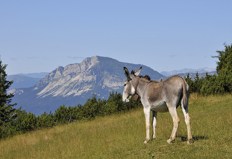 Le fattorie didattiche a Folgaria: in Trentino si impara la natura